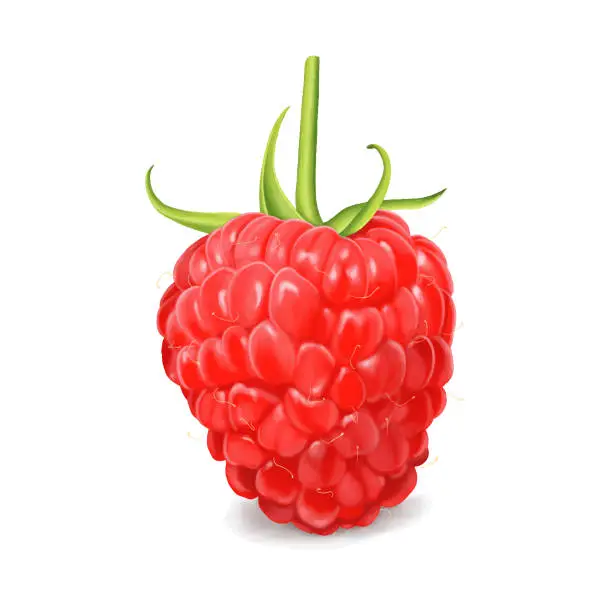 Vector illustration of Red Raspberry Fruit Painting White Background