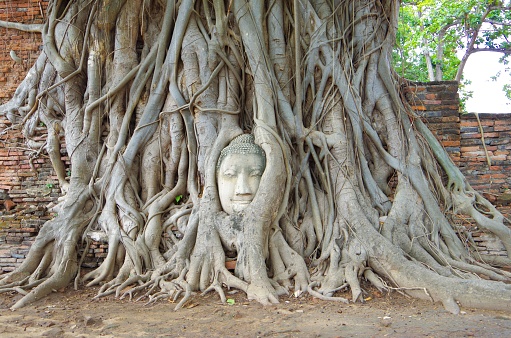 Ayutthaya,Thailand- April, 30 2016: Here is Wat Mahathat in Ayutthaya, Thailand.This temple was built in the 13th century.
However, it was destroyed by the invasion of the Burmese army.
This is the head of a Buddha statue that was cut off during the war and fell to the ground.
It is said to have been lifted by a linden tree over many years.
The head of the Buddha does not tilt to the left or right, and remains level. It has a sacred atmosphere. All that remains around it are headless Buddha statues, crumbling brick walls and the foundations of the chapel.