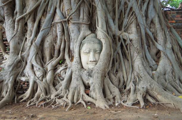 Ayutthaya,Thailand- April, 30 2016: Here is Wat Mahathat in Ayutthaya, Thailand.This temple was built in the 13th century.\nHowever, it was destroyed by the invasion of the Burmese army.\nThis is the head of a Buddha statue that was cut off during the war and fell to the ground.\nIt is said to have been lifted by a linden tree over many years.\nThe head of the Buddha does not tilt to the left or right, and remains level. It has a sacred atmosphere. All that remains around it are headless Buddha statues, crumbling brick walls and the foundations of the chapel.