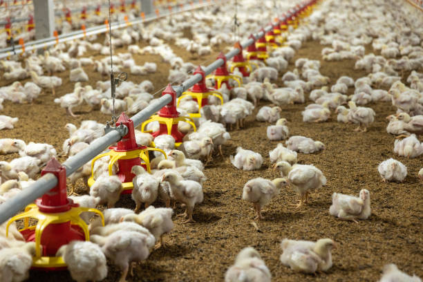 istock Chicken automatic feeding in close farm, temperature and light control , Thailand. 1420633236