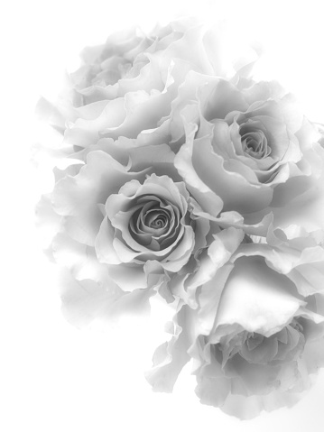 monochrome roses close-up on white background