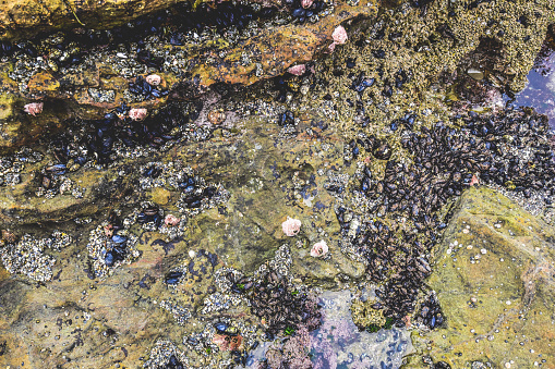 Picture of a tide pool. This tide pool is located alongside the Pacific Ocean.