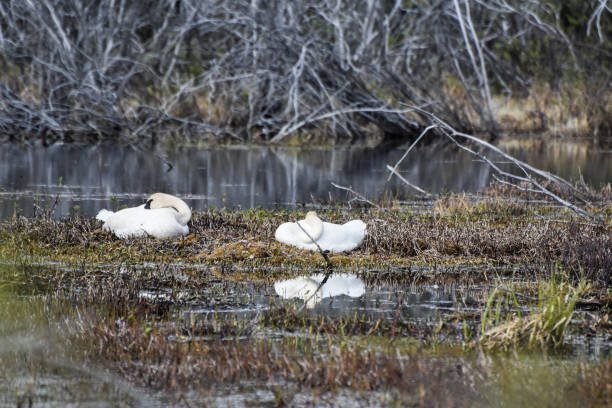 Swans make a pit stop  in Interior Alaska. These swans have migrated north for the summer months. They are a welcoming sight. These migratory birds show their beauty and grace as they make this stop along their path. They will feast here until the spring thaw waters recede. Floating on the water, their beauty is enhanced in their reflection.