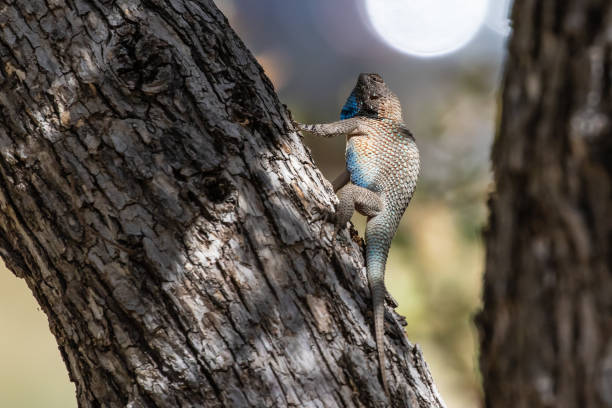 istock Clark's Spiny Lizard Climbs a Tree in Arizona 1420634821