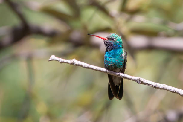 istock Iridescent Broad-Billed Hummingbird Perched on Twig 1420634824