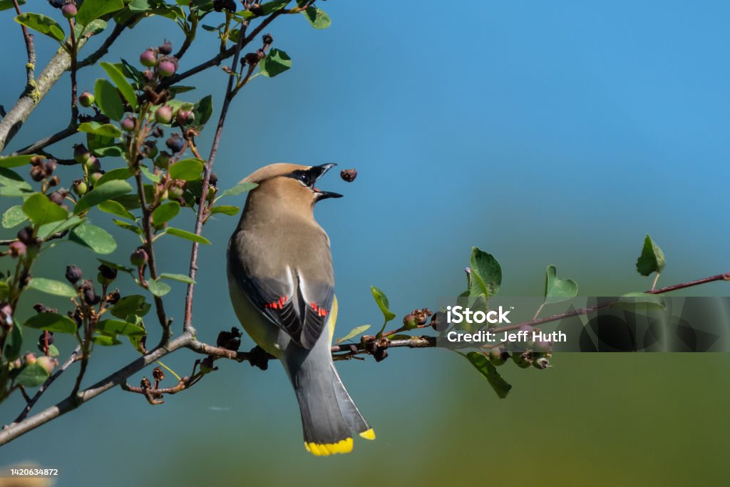 Cedar Waxwing Bird Plays With a Berry Berry Stock Photo