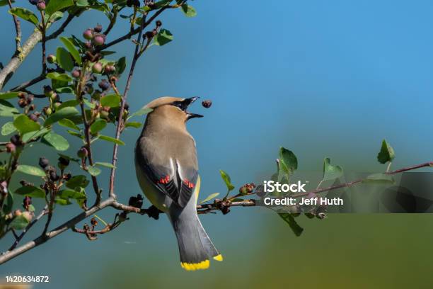 Cedar Waxwing Bird Plays With A Berry Stock Photo - Download Image Now - Berry, Bird, Bird Watching