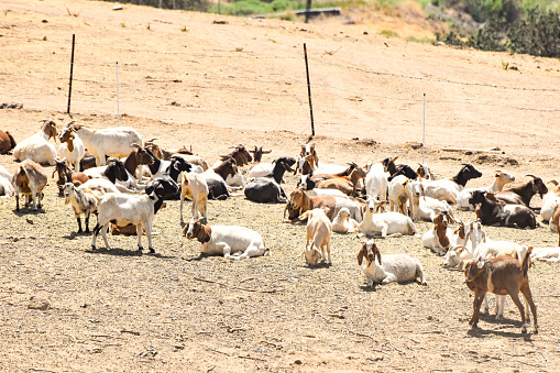 Goats sit around in their fenced off area.