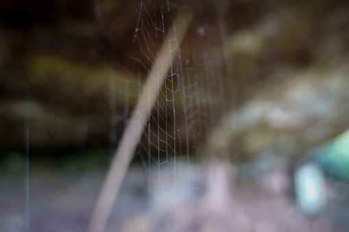 Close-up of a spider web with dew drops against the morning sunlight.