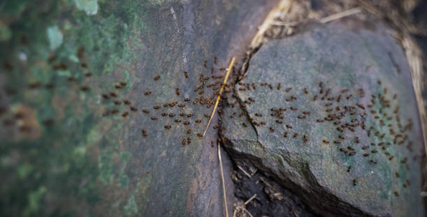istock Ant travels grandmother's nest. 1420635086