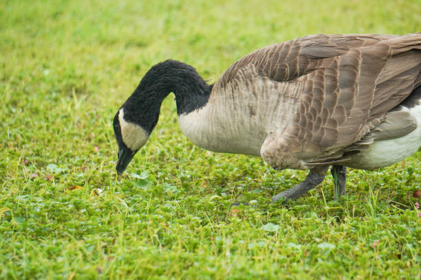 istock Canadian geese walking on the grassland 1420636272