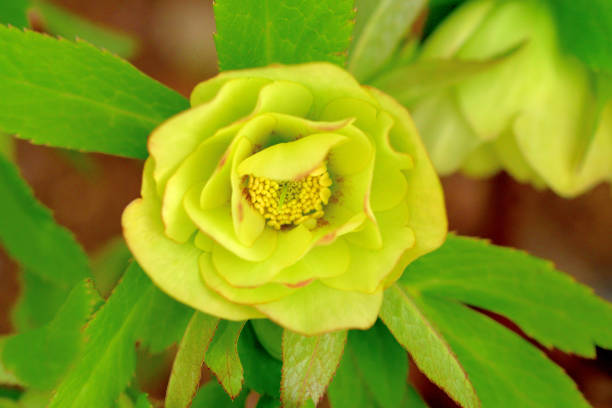 Helleborus niger, also called Christmas rose, Winter rose or Black hellebore, is an evergreen, perennial flowering plant in the buttercup family (Ranunculaceae). Christmas rose plant is toxic. The flowers of five petals come in various colors, including white, red, pink, purple, green, yellow and apricot, and appear during winter, often at Christmas, in mild climates and in late spring in colder areas.