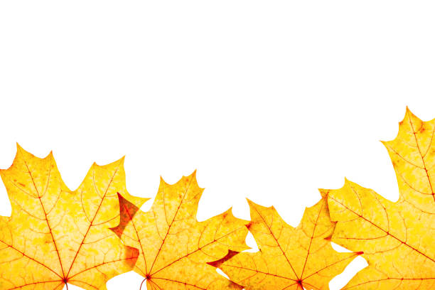 istock Frame from autumn maple red yellow leaves with natural texture isolated on white background. Natural fallen autumn leaf as decorative element, cutout object. Beautiful seasonal fall leaves 1420637361