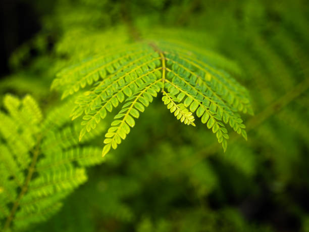 istock Tip of The Green Ebony Tree Branch Growing 1420638403