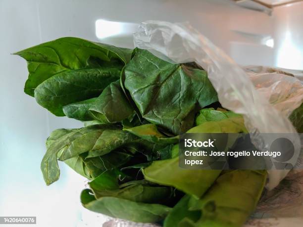 Spinach Leaves In A Cooler Stock Photo - Download Image Now - Color Image, Green Color, Horizontal