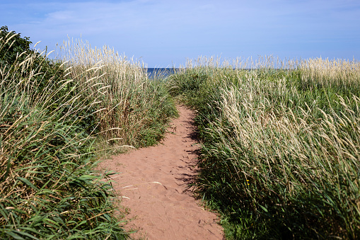 A pathway leads through beach grass at Gulf Shore Provincial Park in Nova Scotia on a beautiful summer day.