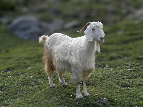 Amazingly cute baby goat hanging out on a grassy field by the sea in Okinawa at sunset.