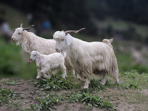 Pashmina goat on himalayan mountain