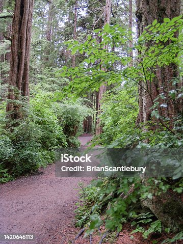 istock Path leading through tall redwood forest with luxuriant green undergrowth 1420646113