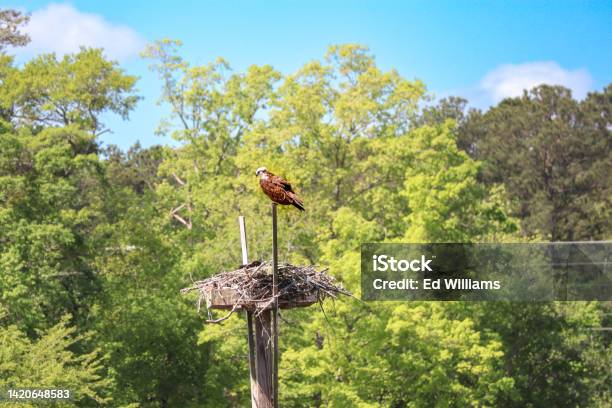 A Morning Osprey Pose Stock Photo - Download Image Now - Animal, Animal Themes, Animal Wildlife
