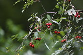 branch of rosehip bush against green background