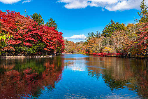 Foliage around a  secluded pond on the eastern shore of Maryland is finally seeing fall colors on bright November day