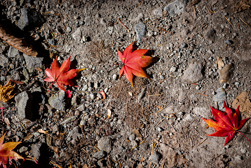 Colorful various Autumn fallen leaves on the ground. dried leaf cover surface of land. close-up, top view from above, multicolor beautiful seasonal concept backgrounds