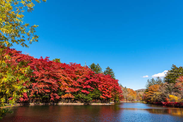 istock Kumobaike Pond autumn foliage scenery view, multicolor reflecting on surface in sunny day 1420649505