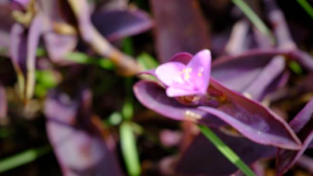 istock purple-heart flower in bloom 1420650682