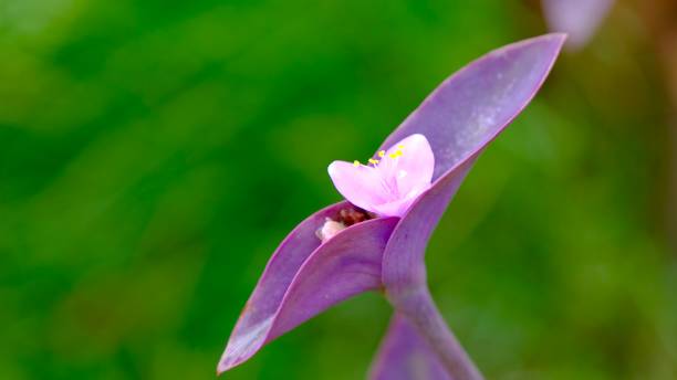 istock purple-heart flower in bloom 1420650692