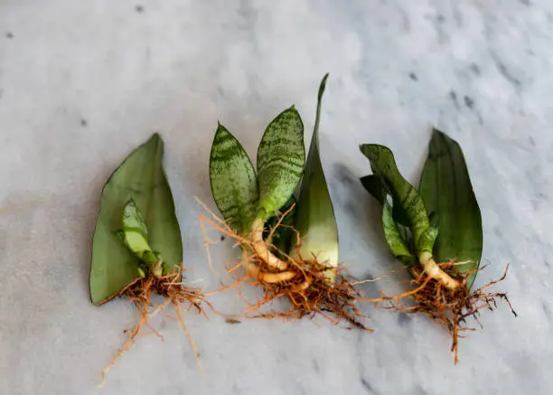 Photo of Sansevieria new plants growing roots from propagation by leaf cuttings with selective focus