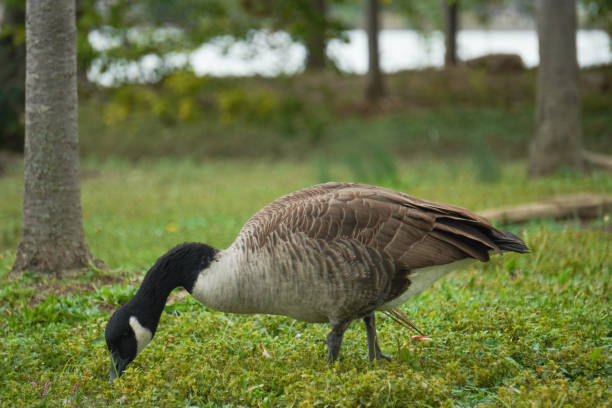 istock Canadian goose looking for food 1420653624