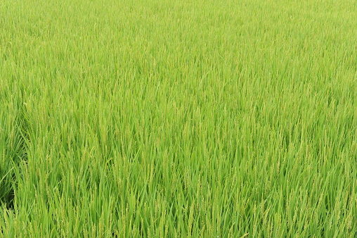 Regular geometrical pattern of lush green rice fields and rice paddies in Japan in summer in Tohoku region