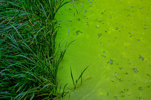 Swampy and Grassy Green Algae Floating on Water