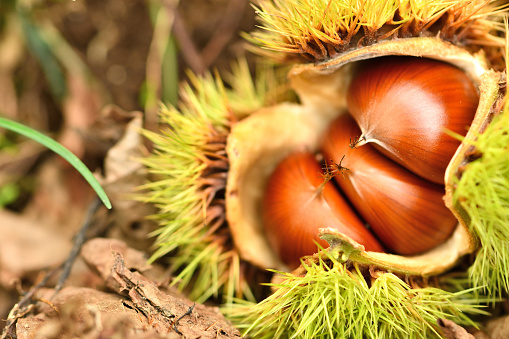Chestnuts ripening in the tree