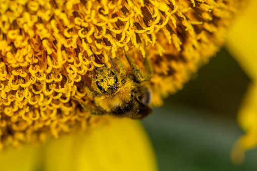 Bumblebee pollinates sunflower macro photography on a summer day. Bombus covered in sunflower pollen close-up photo in summertime.