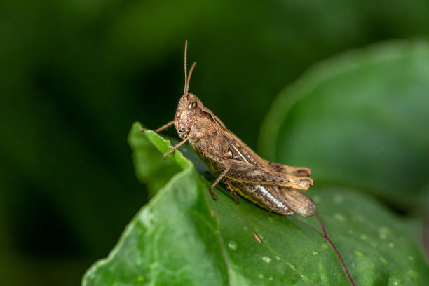istock Common field grasshopper sitting on a green leaf macro photography in summertime. 1420659792