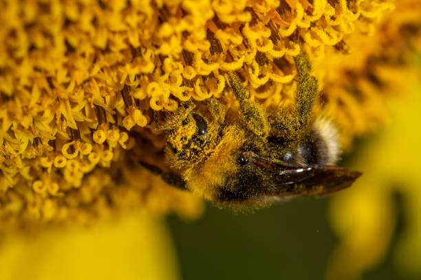 istock Bumblebee pollinates sunflower macro photography on a summer day. 1420659812