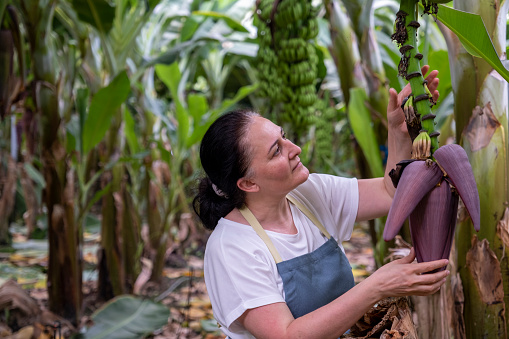 Middle-aged woman examines banana trees
