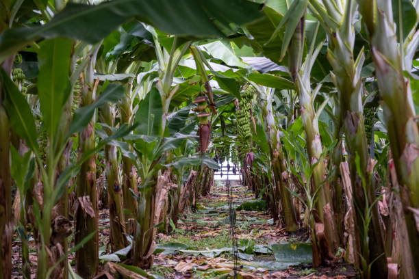 banana greenhouse stock photo