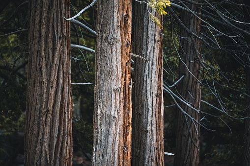 Close-up of trees in Yosemite National Park, California, USA. Seen a day at springtime.
