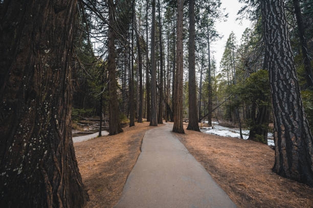 Aerial view overlooking a trail walk inside the deep forest of the Yosemite National Park, California, USA. Seen a day in the spring.