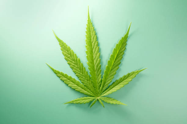 Close up Marijuana leaf  on a light green background , Medical using of marijuana cannabis plant product concept stock photo
