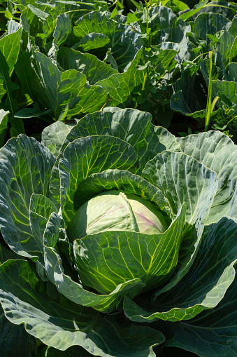 High angle view of a head of cabbage in a leaf, in the garden