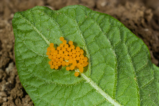 Colorado potato beetle eggs eat potato leaves, Leptinotarsa decemlineata.