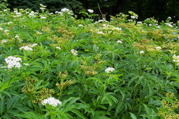 istock In the wild, elderberry herbaceous Sambucus ebulus blooms in summer 1420663315