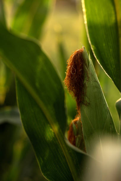 Corn grows in the garden. Agriculture, agronomy, industry