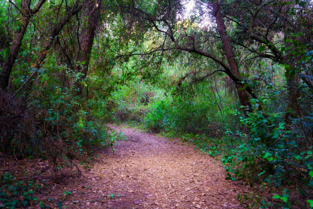 istock Leafy forest with a dirt road between the trees and green plants. 1420665213