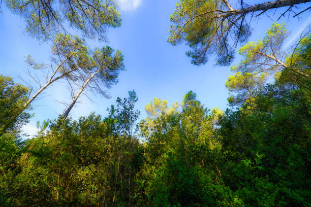Treetops in a leafy forest clearing on a clear day with blue sky