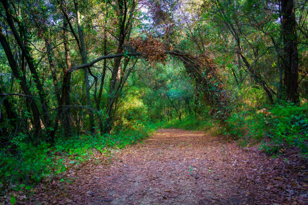 istock Path in the enchanted forest between green plants and trees formed arches on the way. 1420665230